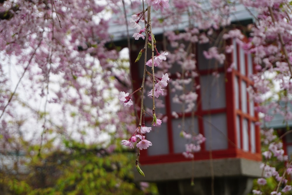 pink and white flower on tree branch