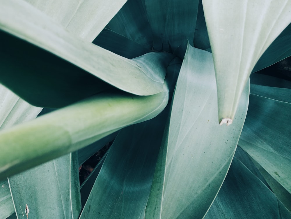 green plant in close up photography