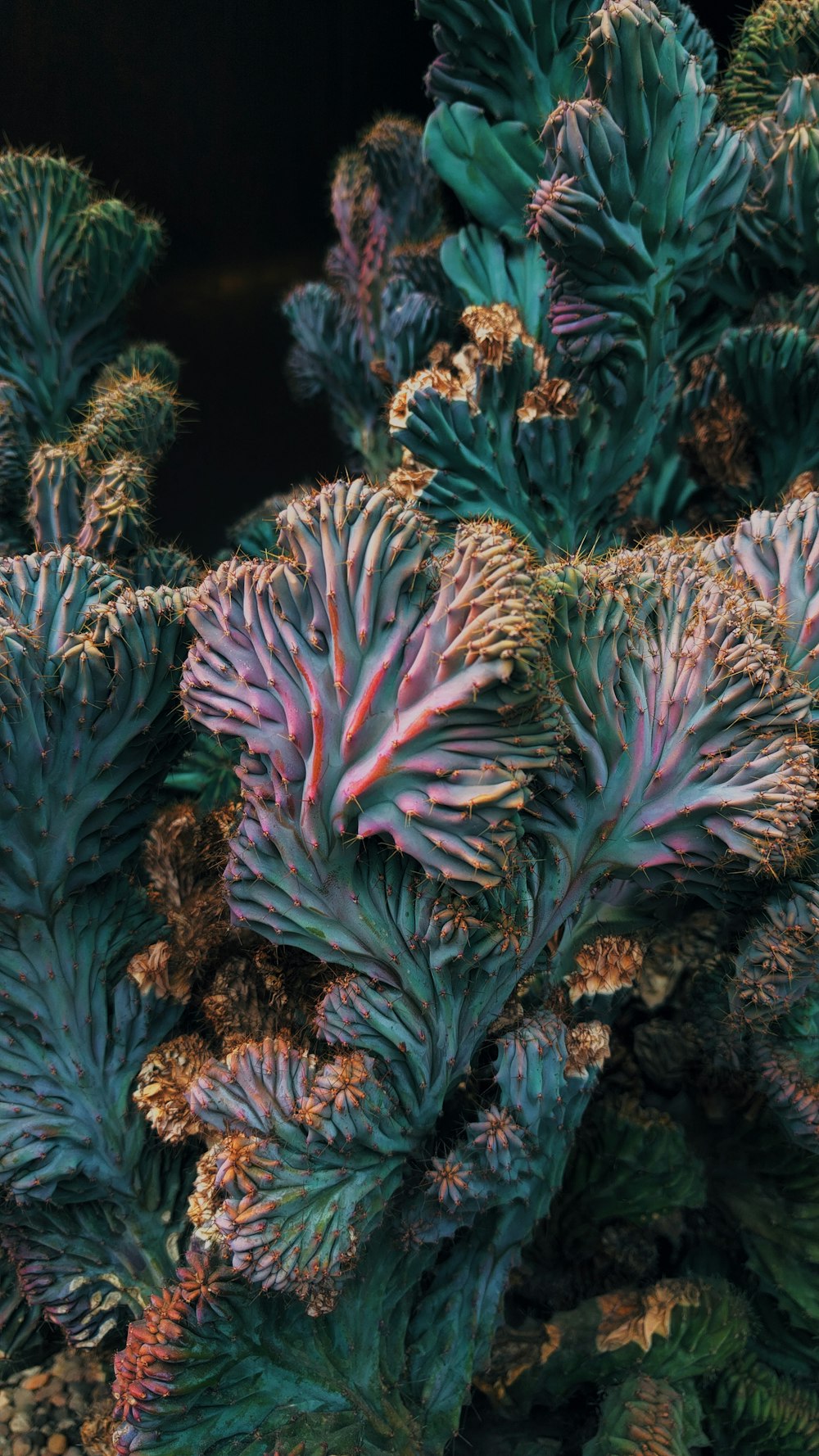 녹색과 갈색 산호초