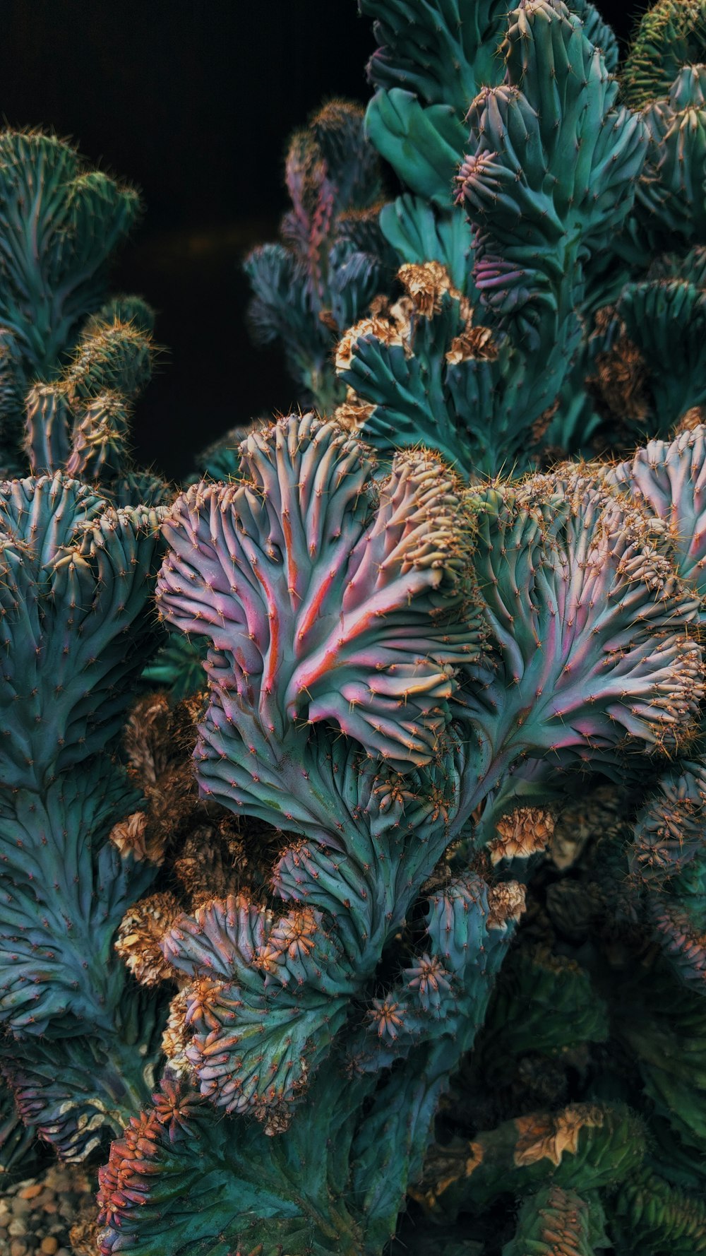 green and brown coral reef