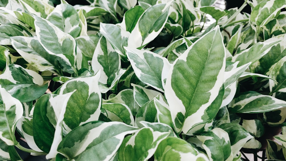 green leaves in close up photography