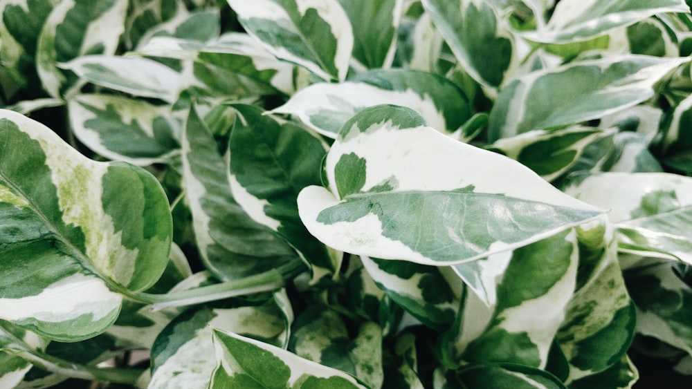 green and white leaves in close up photography