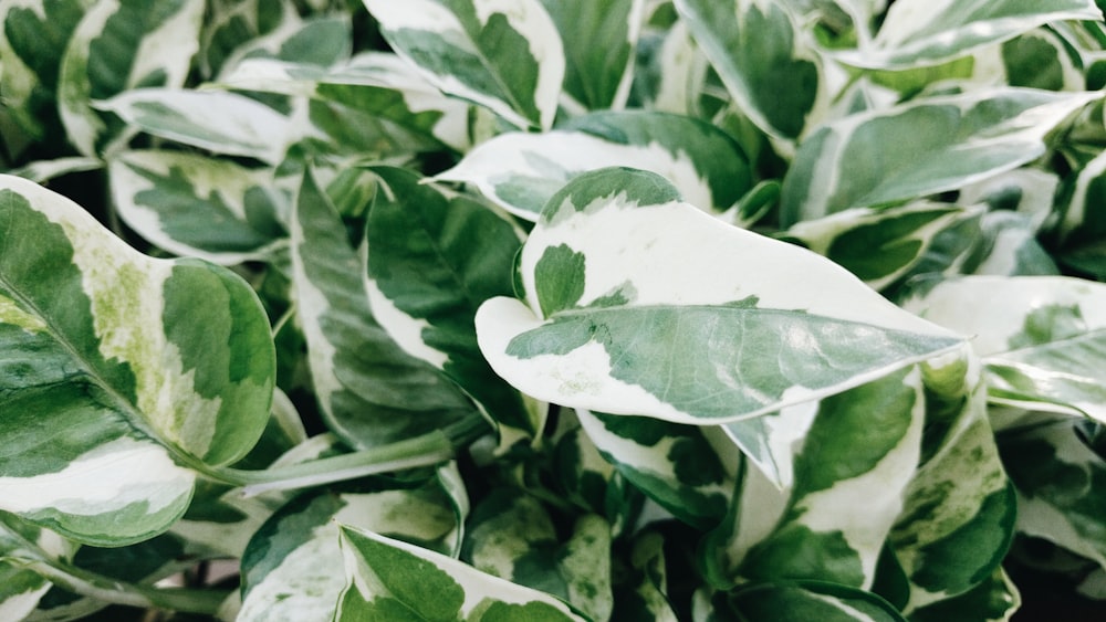 foglie verdi e bianche nella fotografia ravvicinata