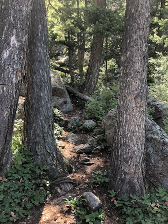 A forest scene features several large pine trees with textured bark, surrounded by lush green foliage and rocks. Sunlight filters through the tree canopy, casting light and shadow on a narrow, earthy path that winds through the undergrowth.