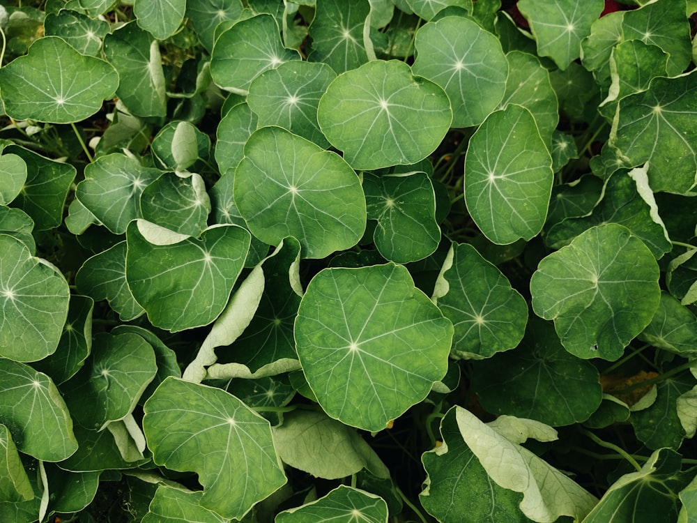 green leaves with water droplets