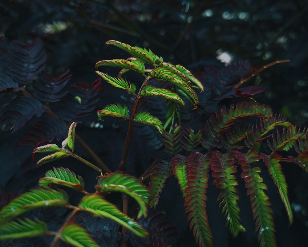 green fern plant in close up photography