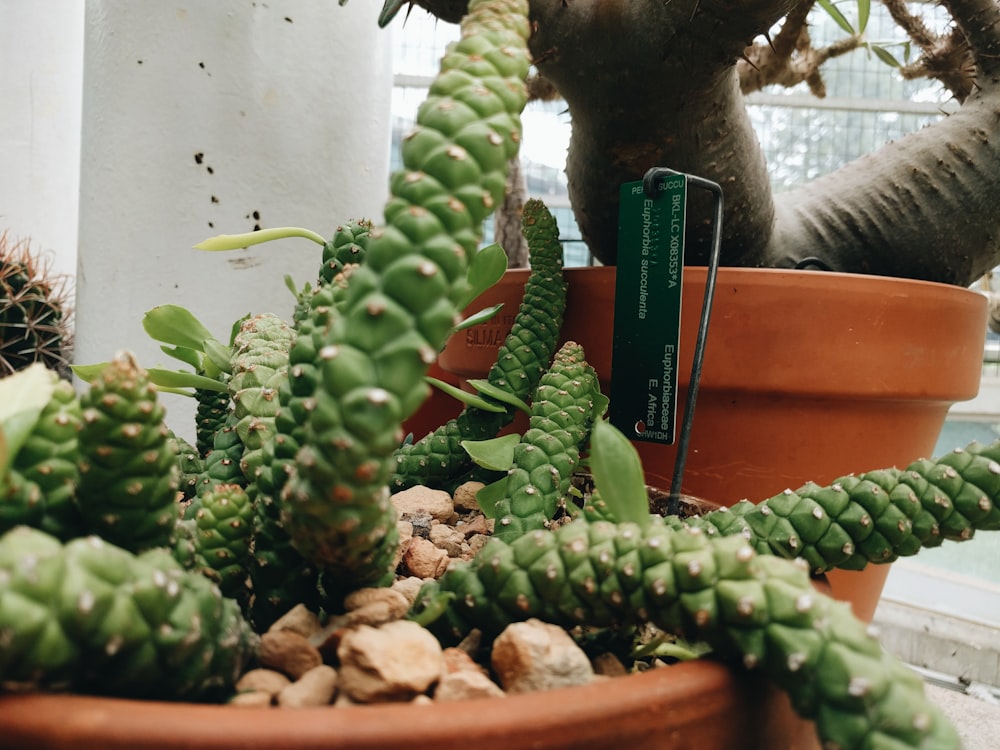 Planta de cactus verde en maceta de barro marrón
