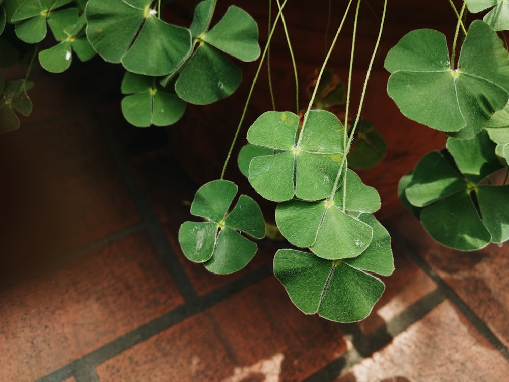 green leaves on brown brick