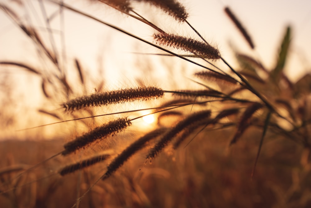 brown wheat in close up photography