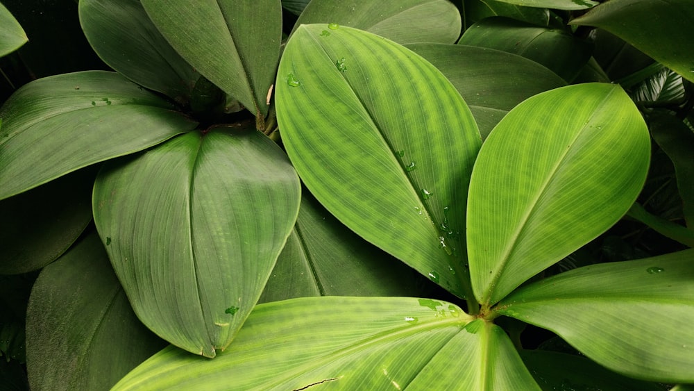 녹색 바나나 잎 클로즈업 사진