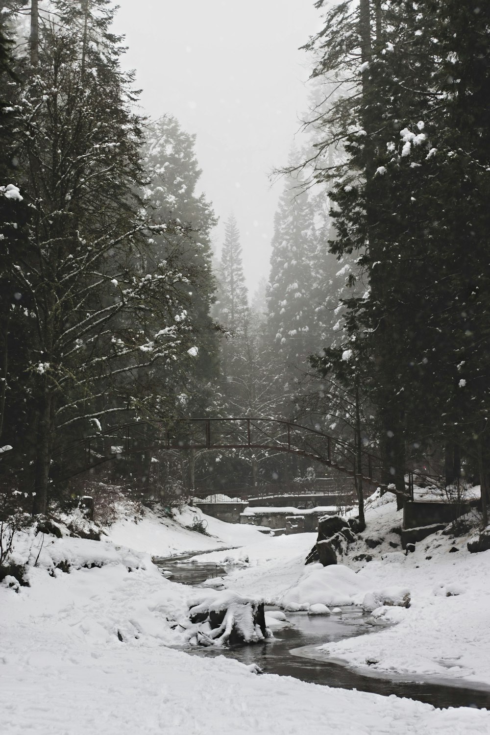 green trees on snow covered ground during daytime