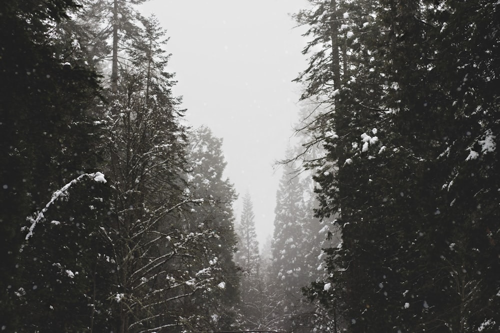 green pine trees covered with snow