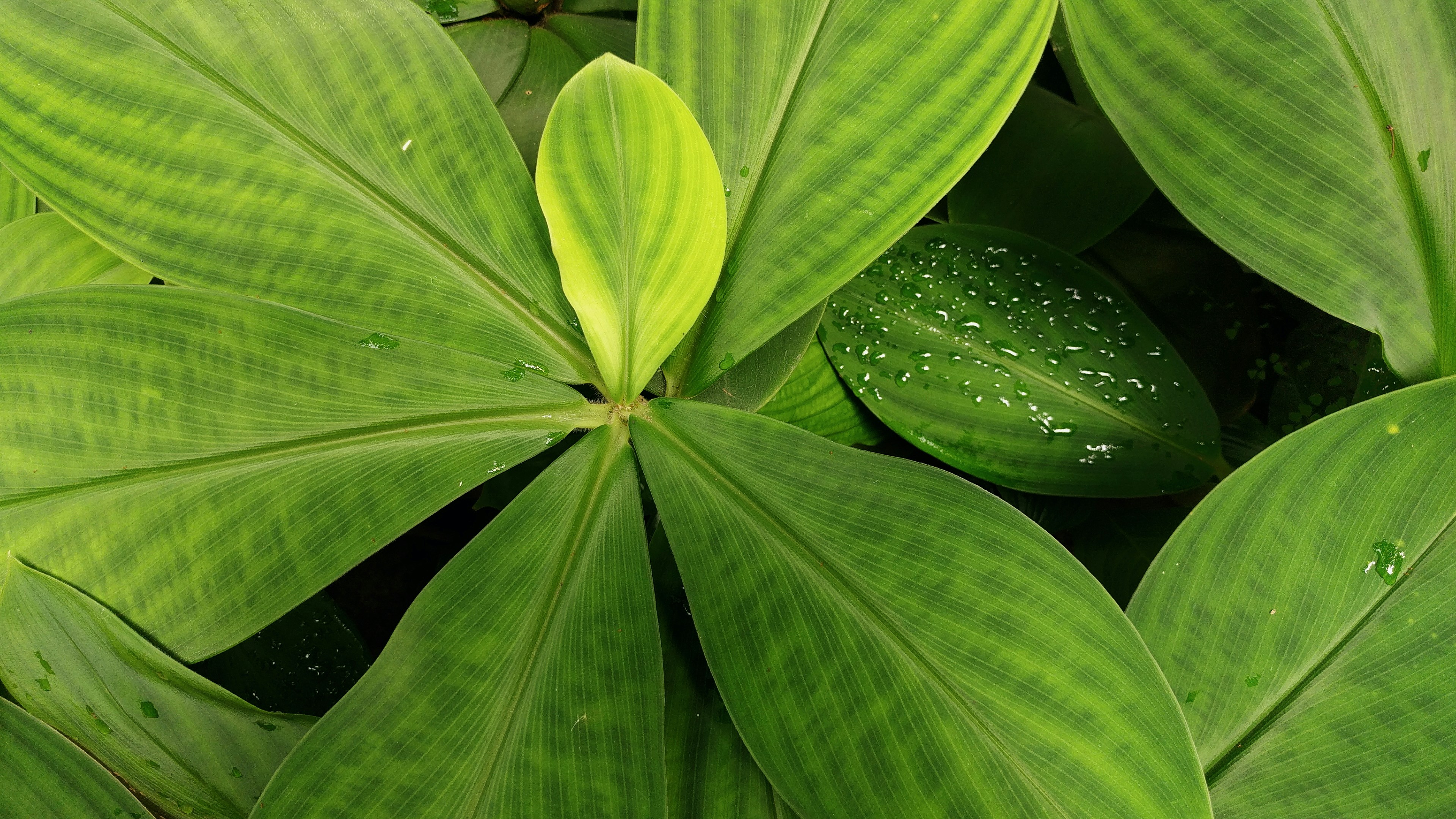 Lush tropical green leaves and plant stems with morning dew droplets, vibrant emerald and lime green tones suggesting natural organic material, eco-friendly and alive