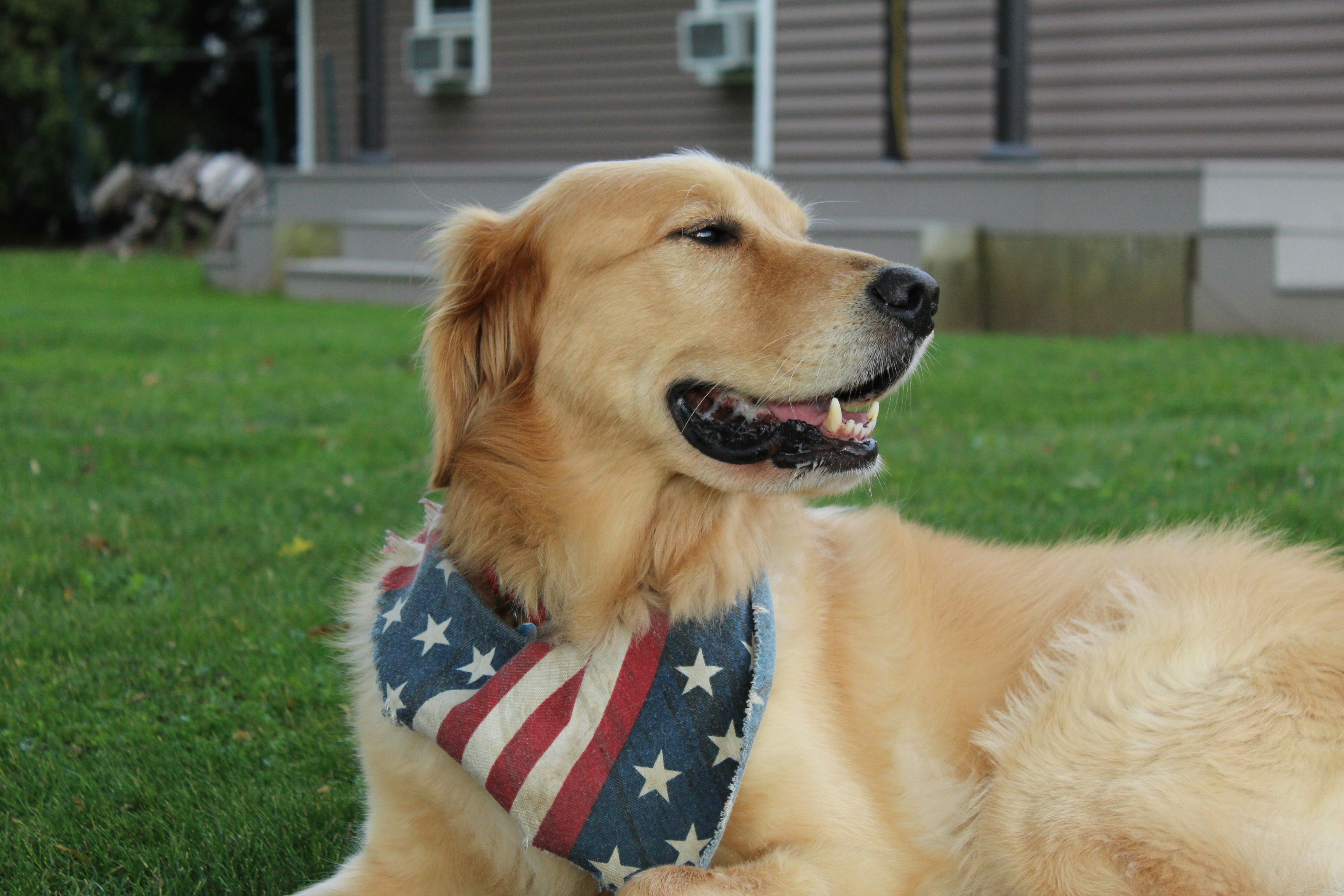 Golden retriever with blue and white scarf on green grass field during