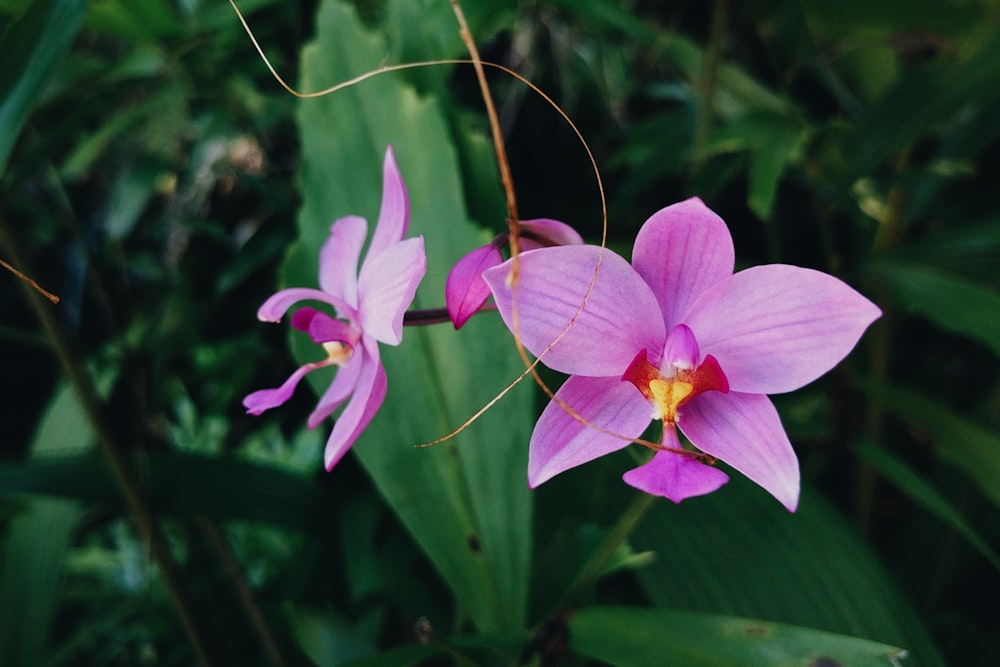 pink and white flower in tilt shift lens