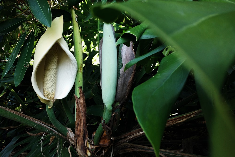 planta branca e verde em solo marrom