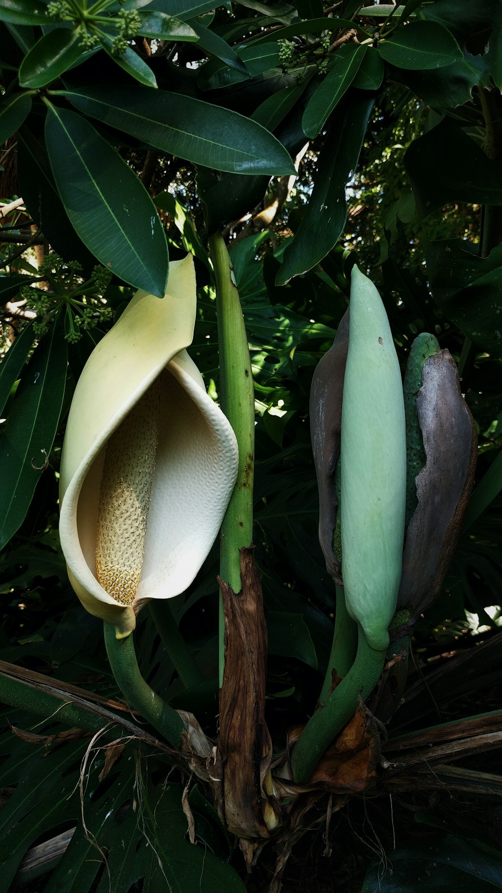 purple and white flower bud