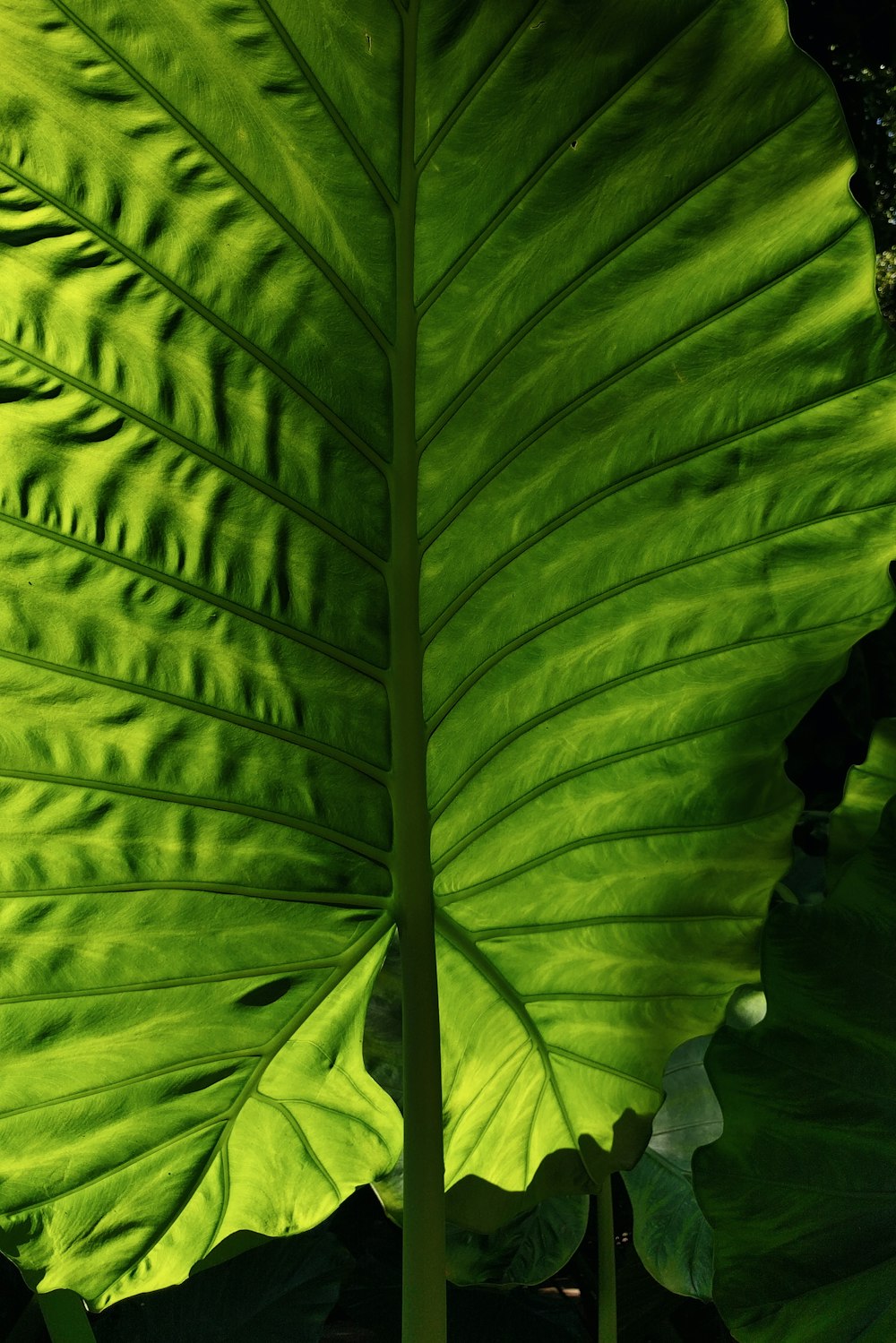 green leaf plant during daytime