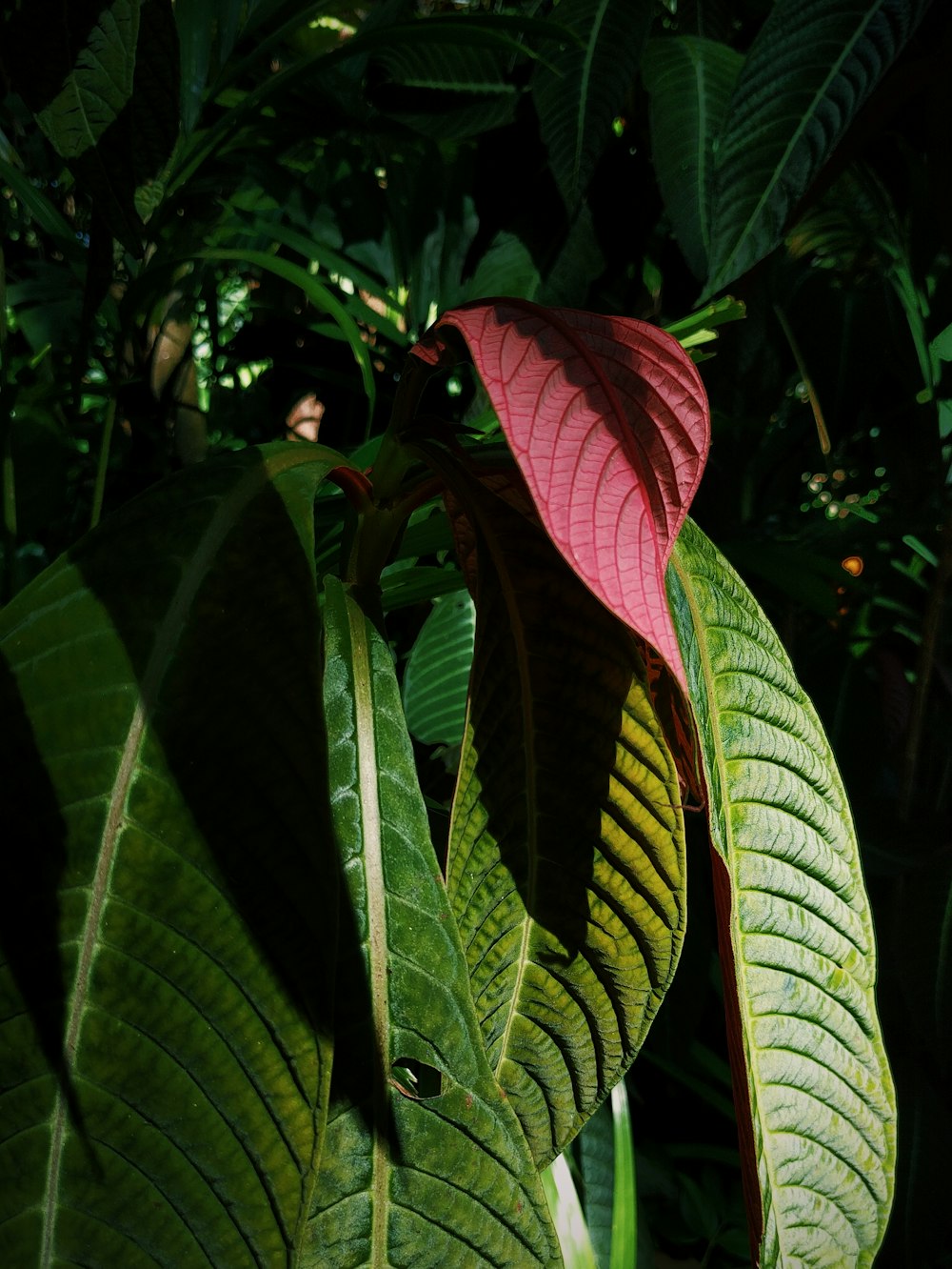 green leaf plant during daytime