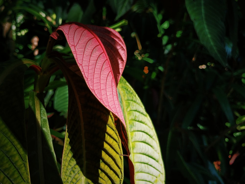 red and green leaves during daytime