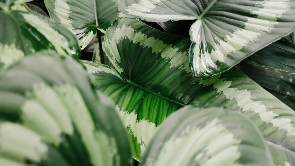 녹색과 흰색 식물 잎