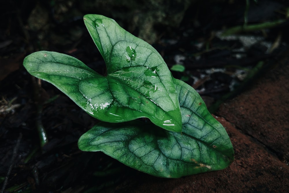 green leaf with water droplets