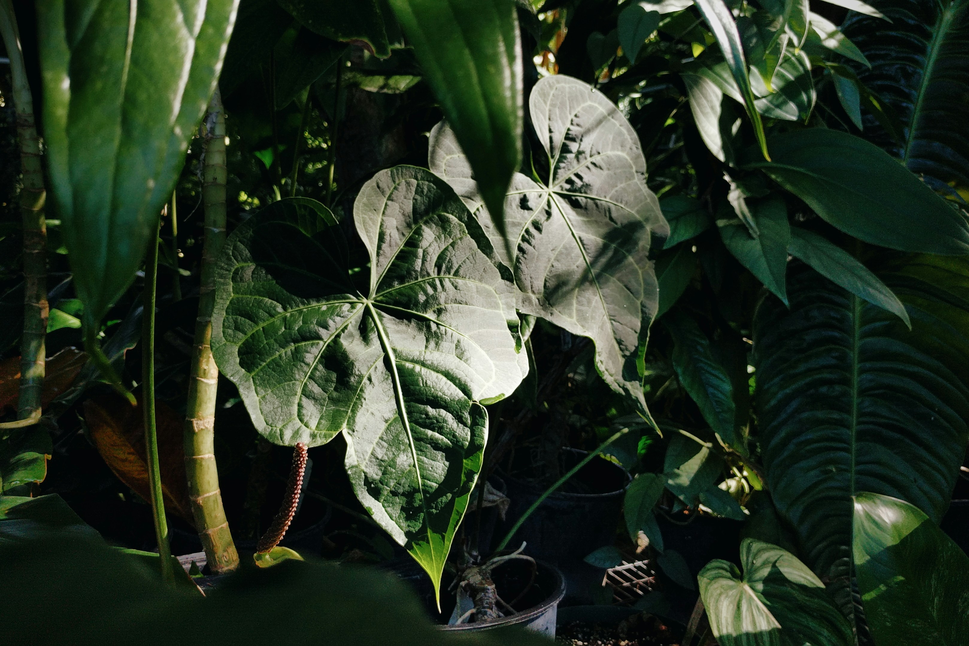 white and green leaf plant
