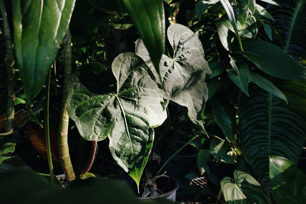 white and green leaf plant