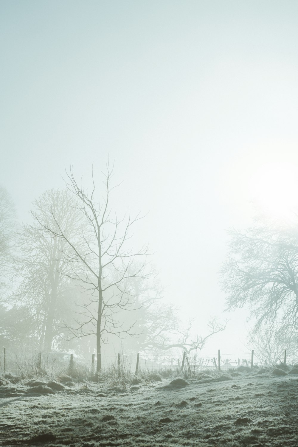 a foggy field with trees and a fence