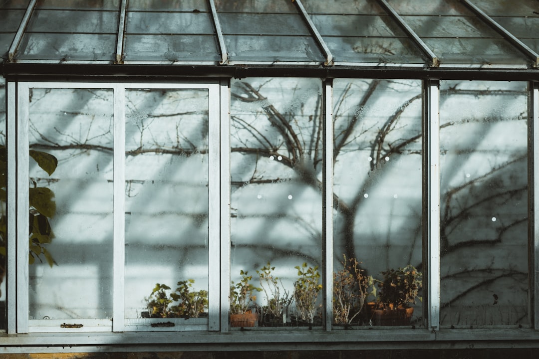 green trees inside a white metal framed glass building