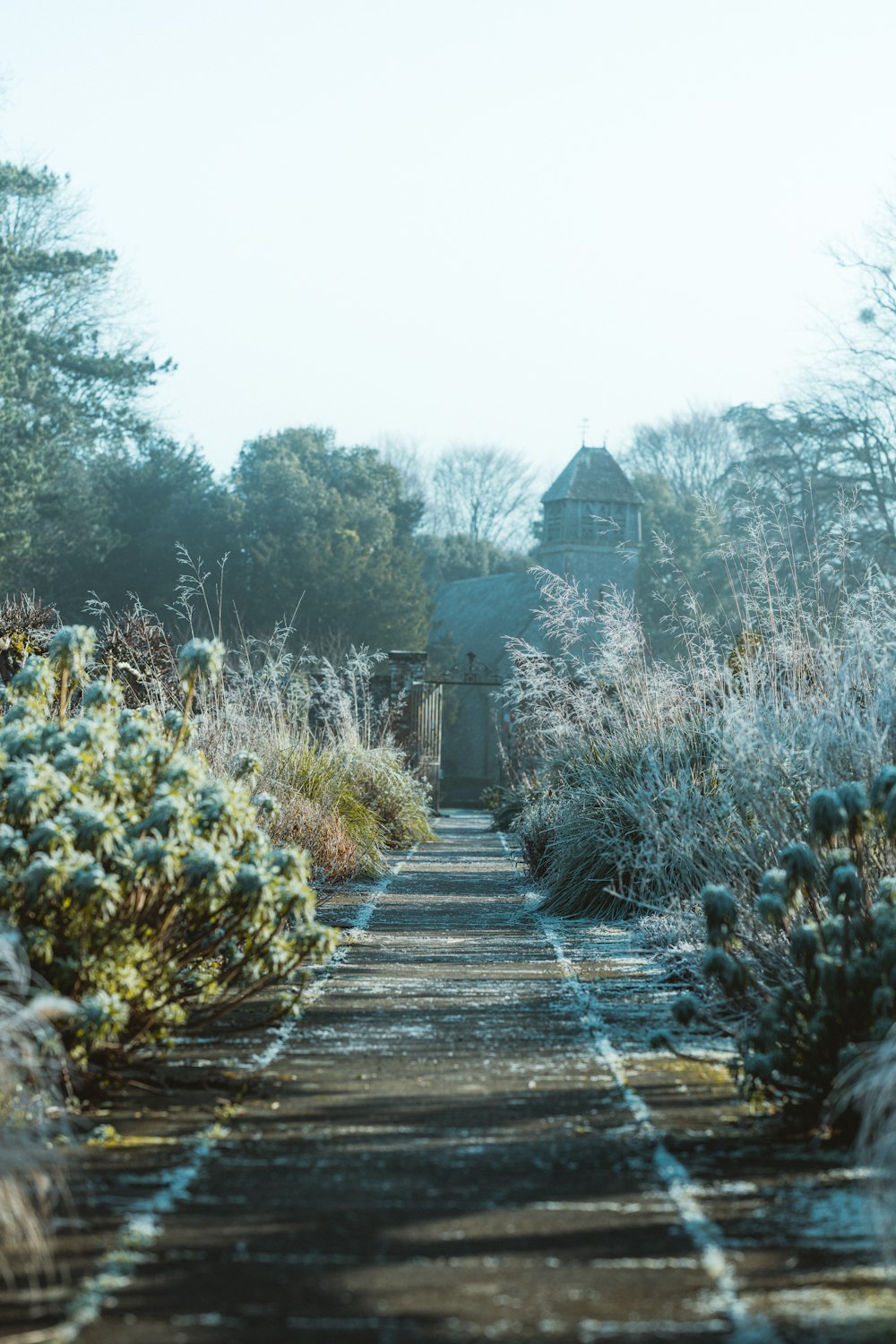 pathway between trees and plants