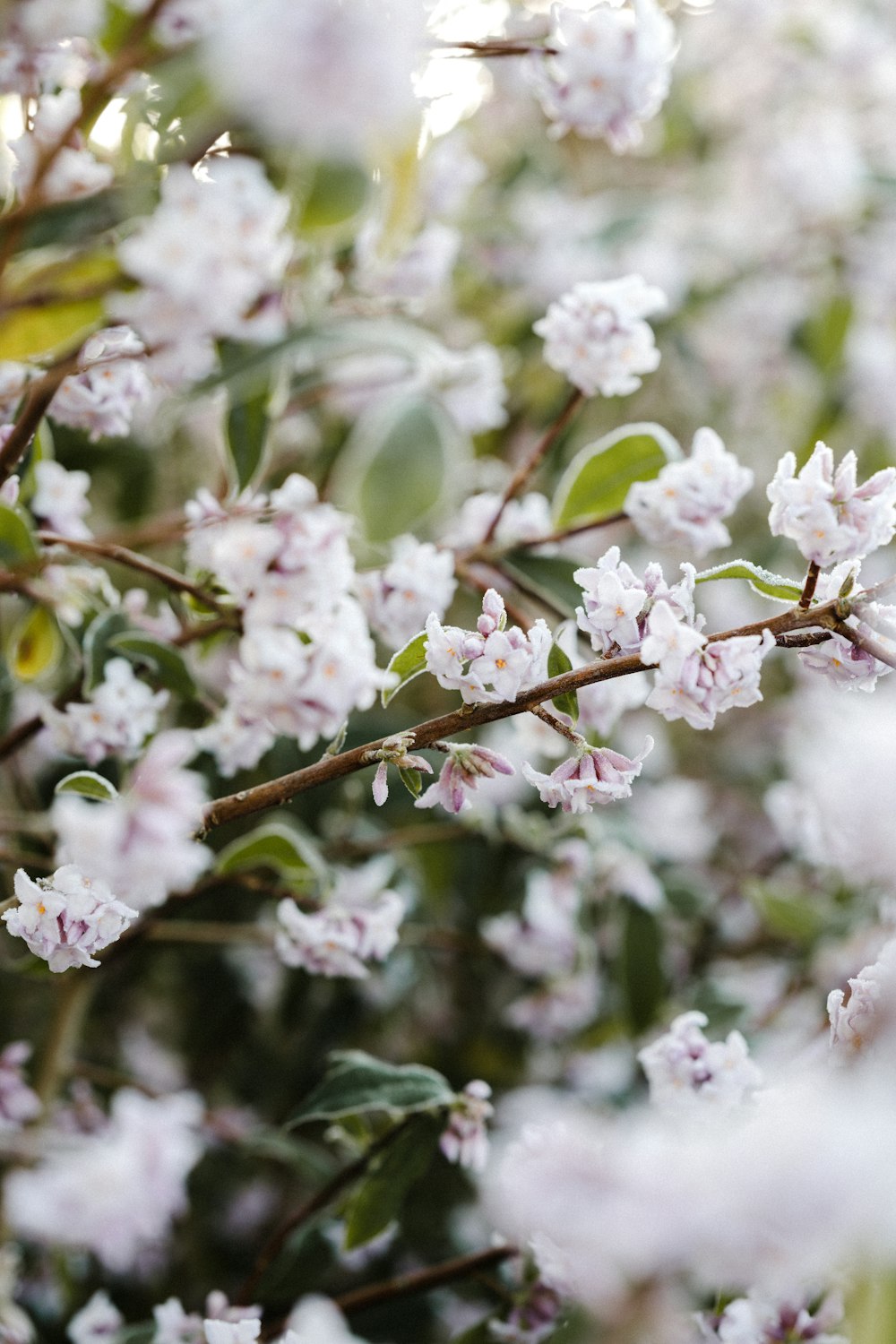 Weiße Kirschblüte in Nahaufnahme