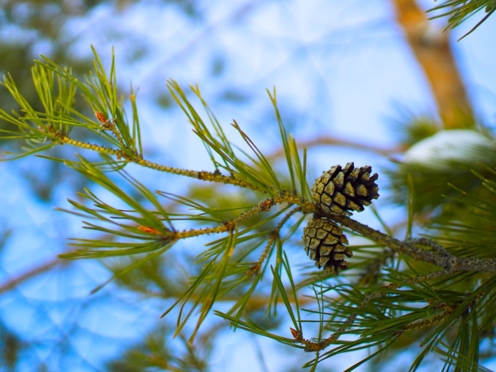 black pine cone in close up photography