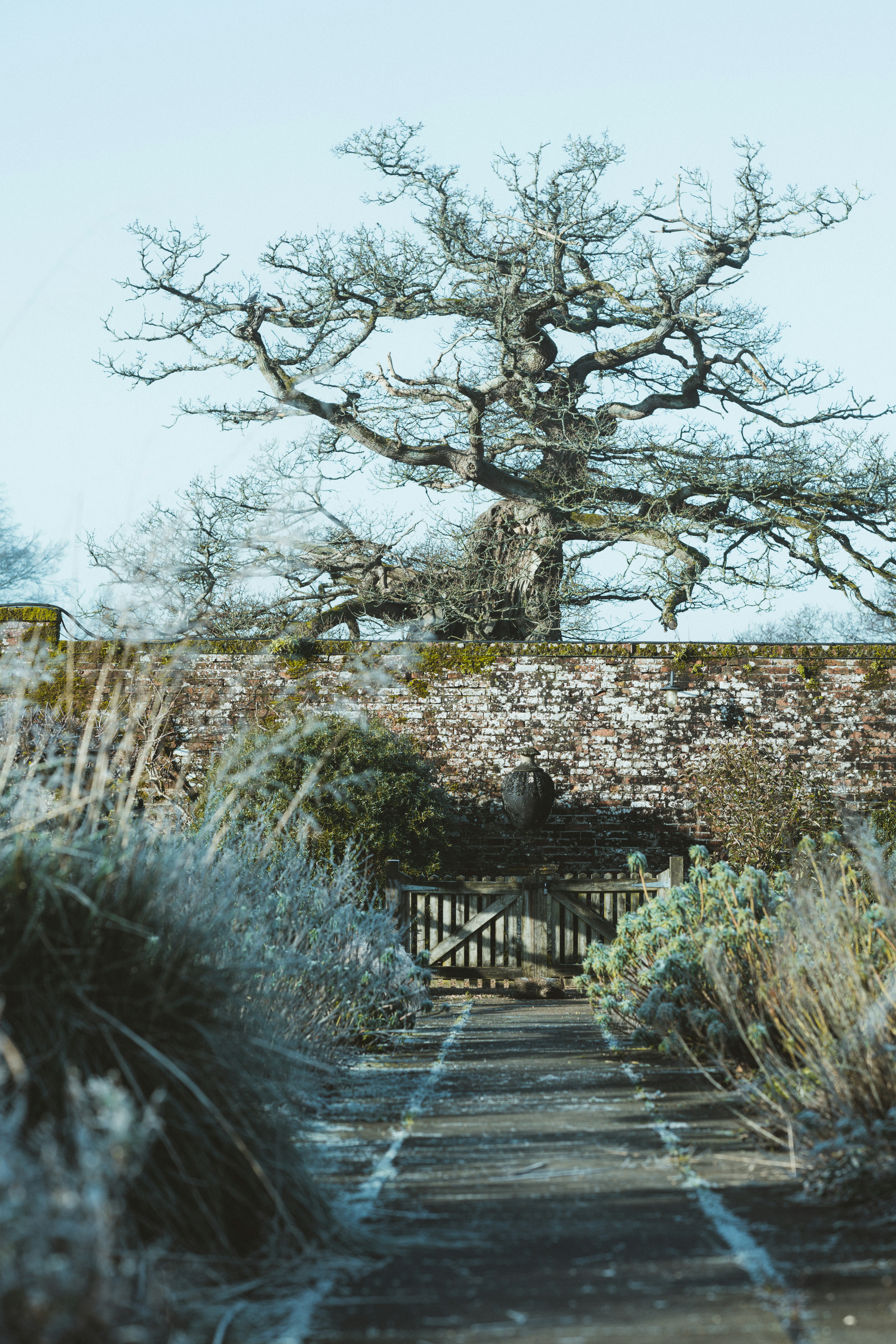 brown wooden bridge near trees during daytime