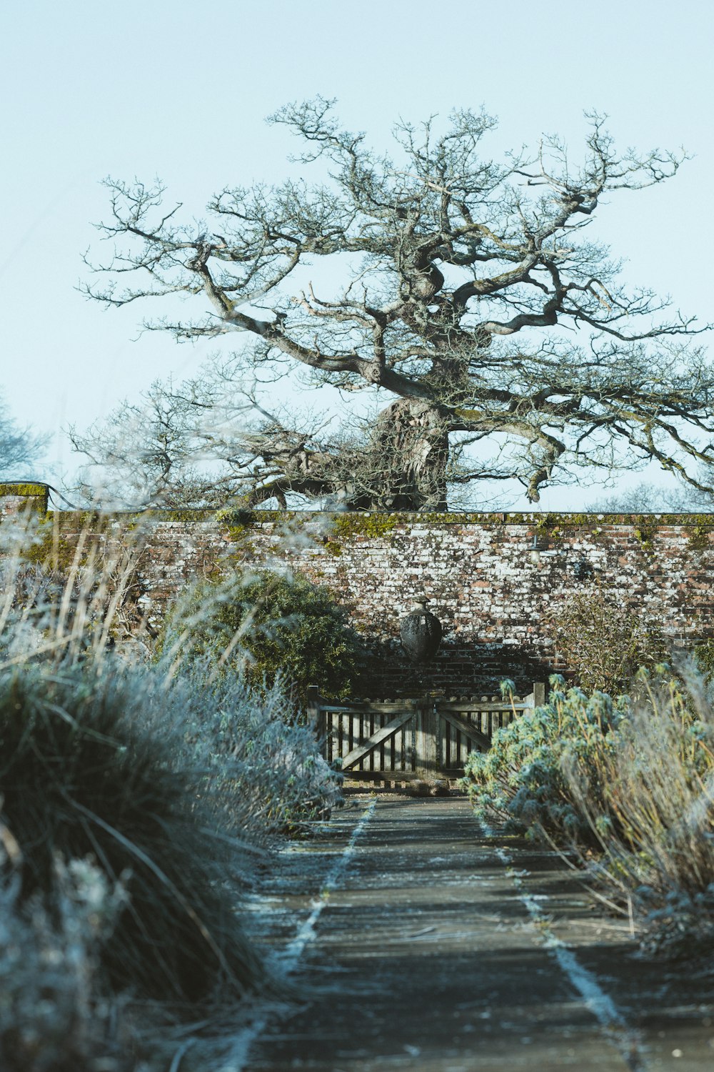 日中の木々の近くの茶色の木の橋