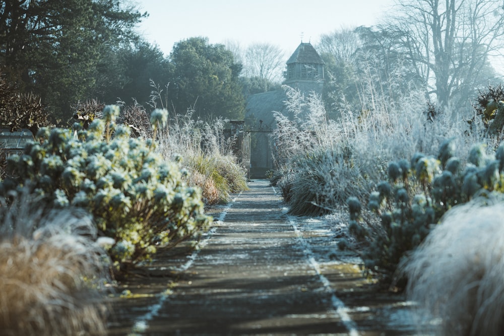 gray wooden pathway between green plants during daytime