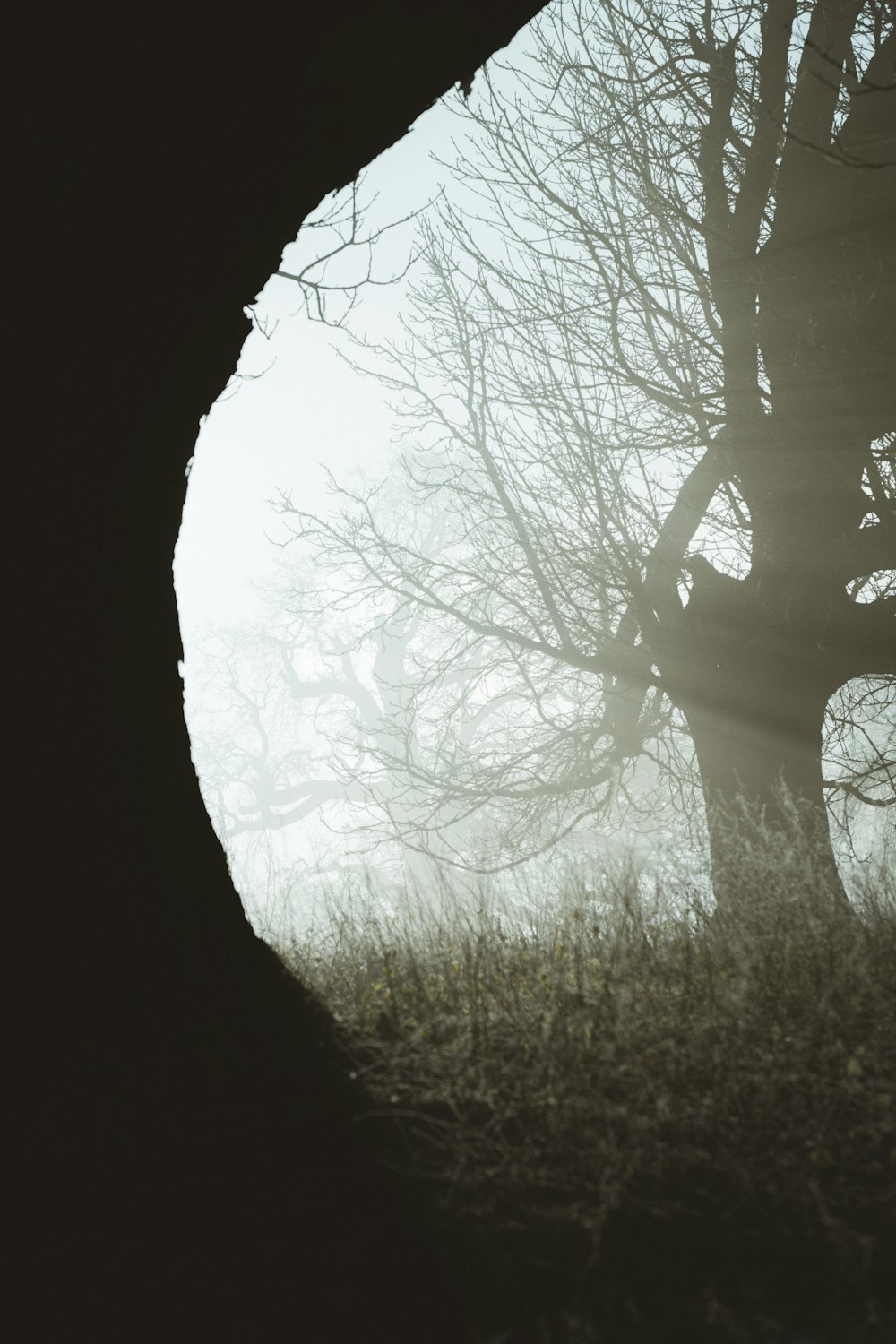 silhouette of tree during daytime