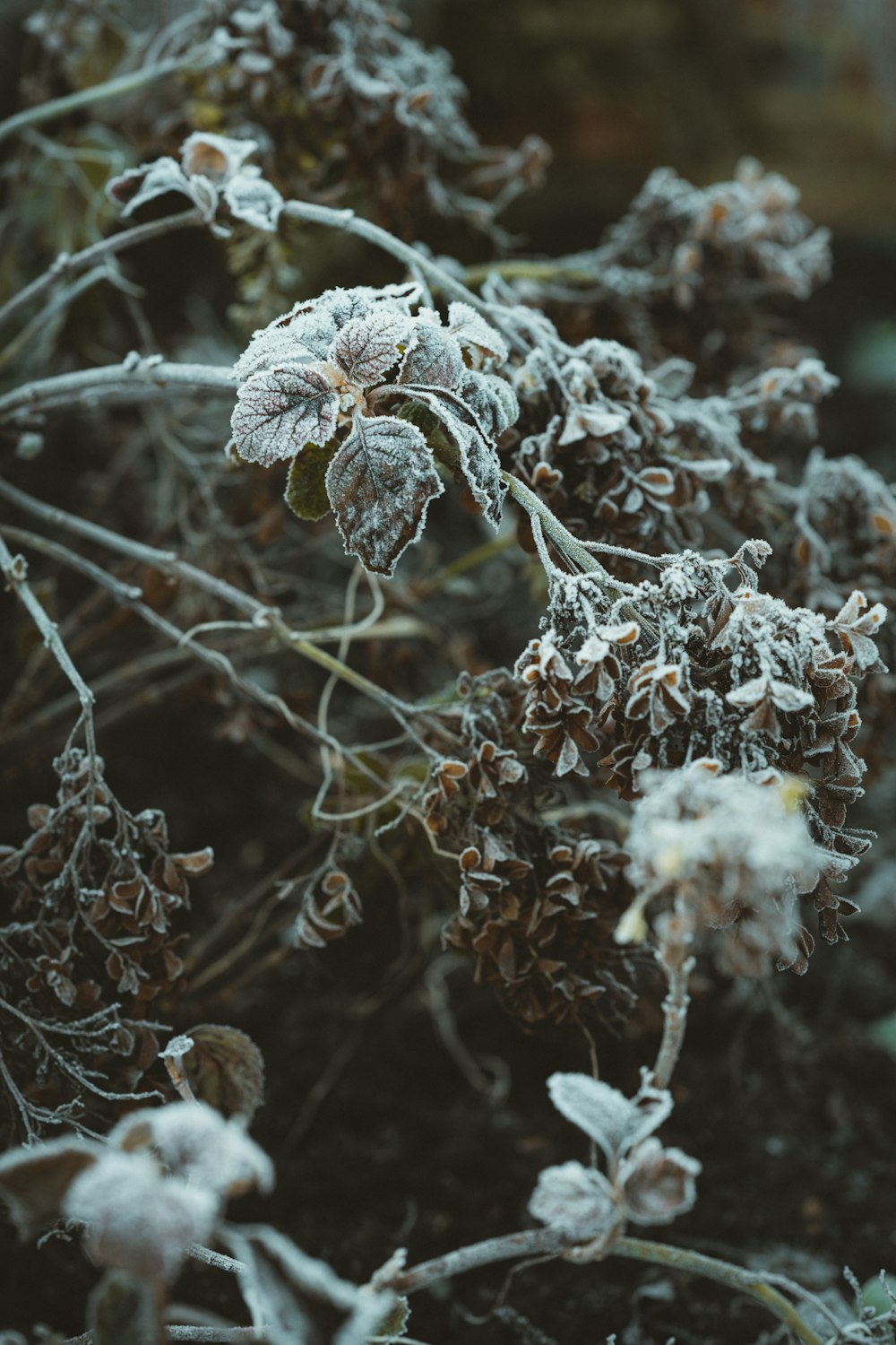 クローズアップ写真の白と茶色の植物