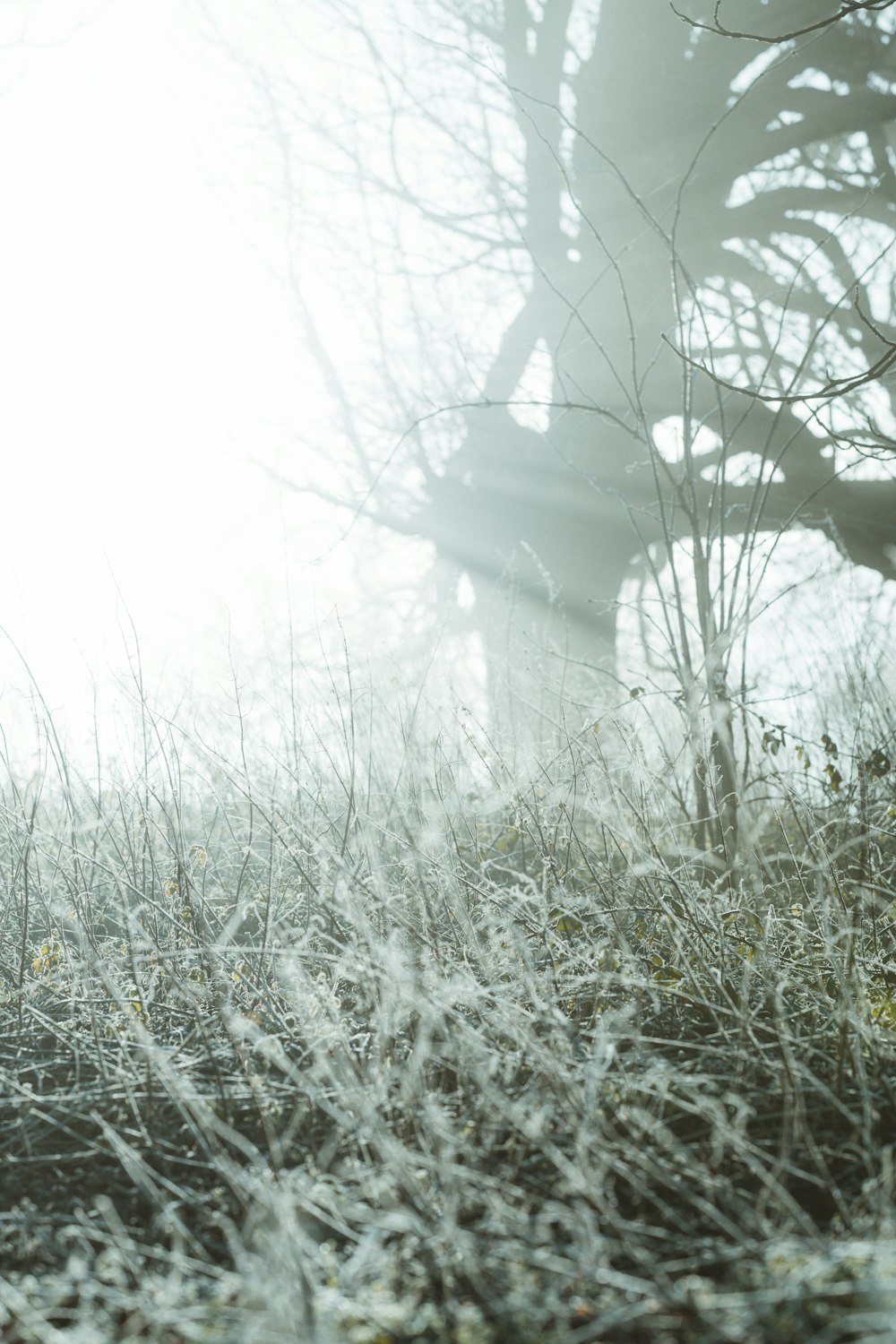 leafless trees on foggy weather