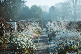 white flowers on gray concrete road