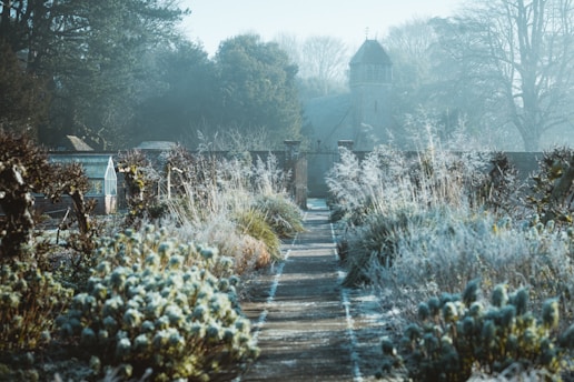 white flowers on gray concrete road