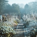 white flowers on gray concrete road