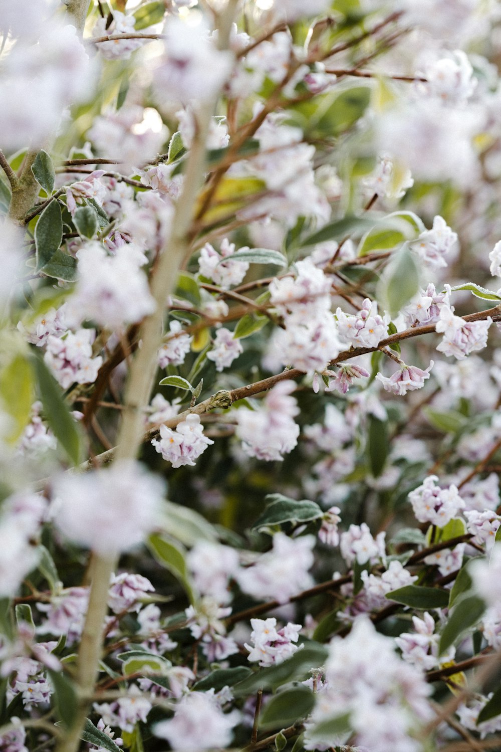 white flowers with green leaves