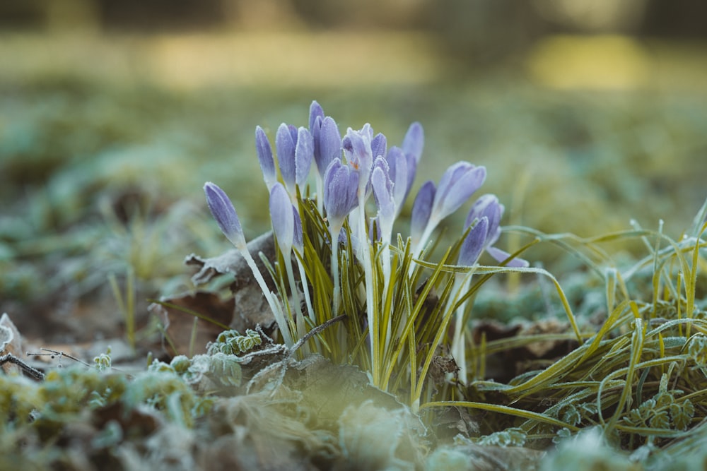 Lila Krokusblüten blühen tagsüber