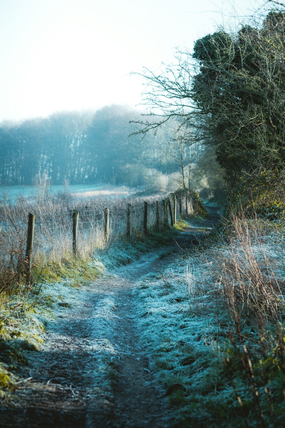 Tagsüber schneebedeckter Weg zwischen kahlen Bäumen