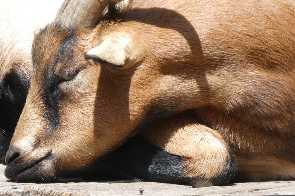 animale marrone su pavimento di cemento grigio