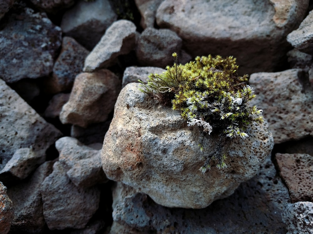 green plant on white rock