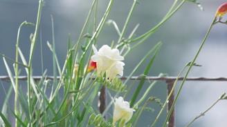 A delicate flower blooming against a backdrop of blurred greenery, embodying growth and transformation.