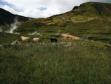 A lush green landscape featuring a group of sheep grazing on a grassy meadow. Mist rises from the earth in several locations, hinting at geothermal activity in the area. The background is dominated by rolling hills covered in green vegetation, under a partly cloudy sky.