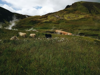 A lush green landscape featuring a group of sheep grazing on a grassy meadow. Mist rises from the earth in several locations, hinting at geothermal activity in the area. The background is dominated by rolling hills covered in green vegetation, under a partly cloudy sky.
